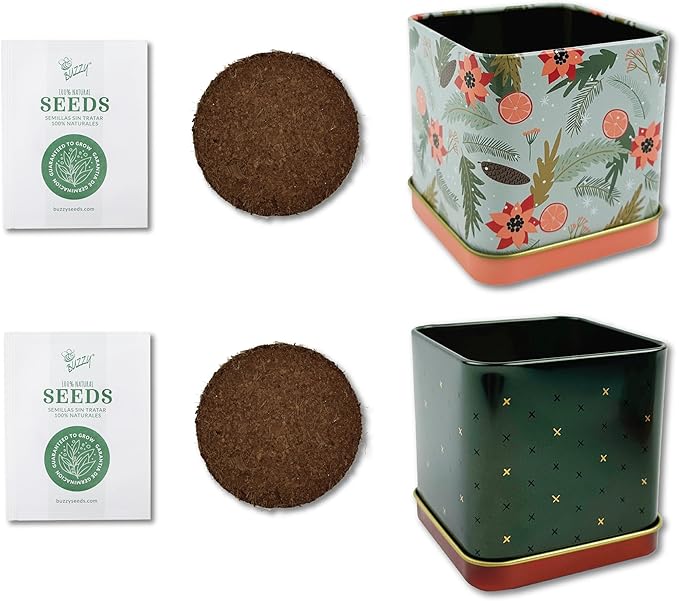 BUZZY Seeds Holiday Mini Spruce and Mint Square Tin Grow Kit 2-Pack, All-in-One Indoor DIY Gardening Gift, Stocking Stuffer, Party Favors Adults, Secret Santa, Present for Gardeners