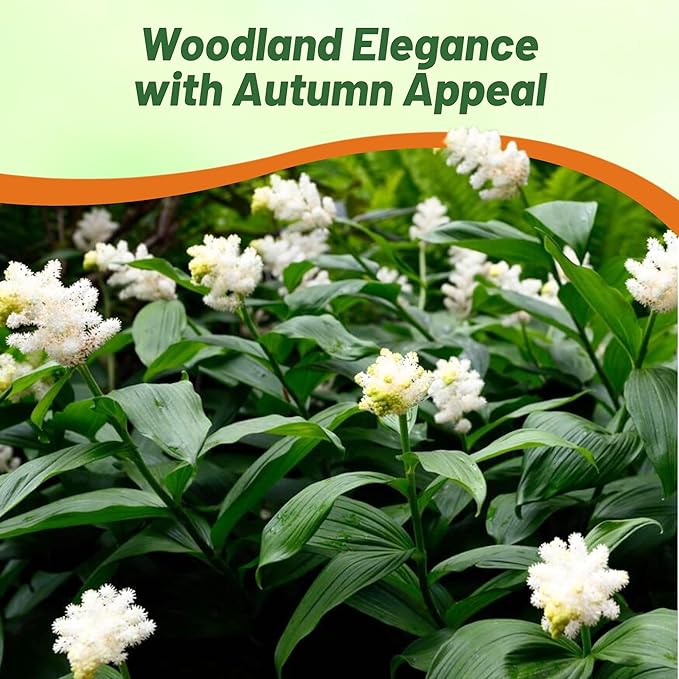 Outsidepride American Spikenard Seeds - 250 Pcs. Perennial, Hardy, Versatile & Pollinator Friendly, Herb Seeds for Planting Aromatic Foliage with Showy White Blooms for Wildlife Gardens & Easy Growth