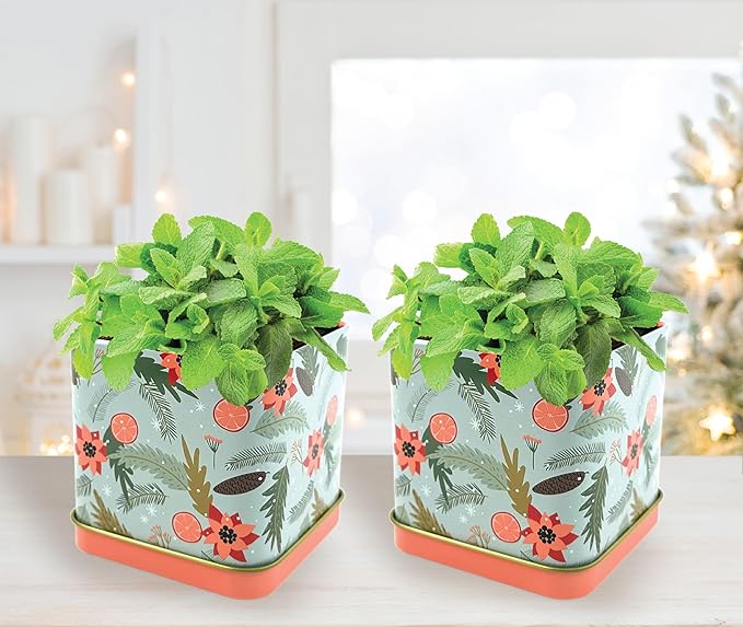 BUZZY Seeds Holiday Mint Square Tin 2-Pack Grow Kit Complete with Non-GMO Seeds and Growing Medium in Decorative Collectible Tins, Stocking Stuffer, Party Favors