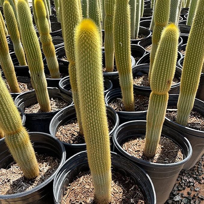 Cactus Outlet - Cactus Plants Live, Live Plants Indoor & Outdoor Use, Live Cactus, Golden Torch- Rare Large Live Cactus - Landscape Ready Large Cactus Plant Live Delivered Right to Your Door