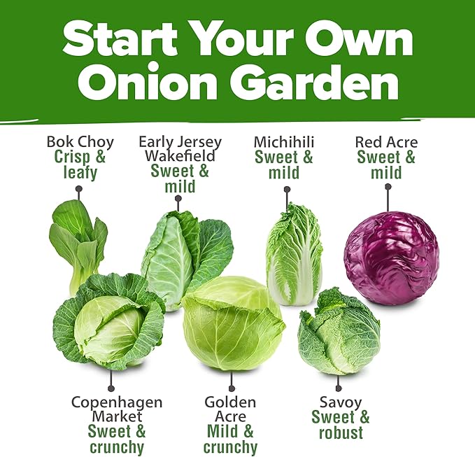 HOME GROWN 7 Cabbage Seeds for Planting - 2000+ Heirloom π‘π’π‘-ππ π’ π¨π¦π Seeds - Golden Acre,BokChoy,Savoy,Michihili, Red Acre, Copenhagen Market,Jersey Wakefield - Vegetable Seeds for Planting