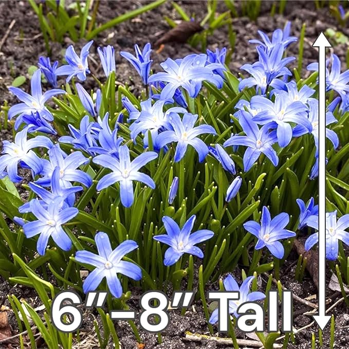 Glory of The Snow Flower Bulbs โ 15 Chionodoxa Bulbs | Purple, Blue & White Star-Shaped Blooms | Early Spring Perennials for Fall Planting | Easy to Grow โ Zones 3โ8 โ Great Garden Gift