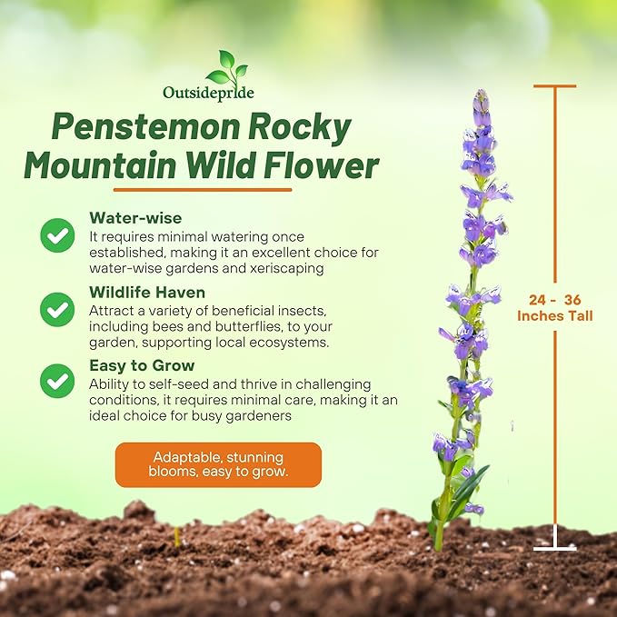 Outsidepride Penstemon Seeds - 1/4 Lb. Perennial, Drought-Tolerant & Pollinator Friendly, Strictus Rocky Mountain Wildflower Seeds for Planting with Vibrant Blue-Violet Blooms, Ideal for Xeriscaping