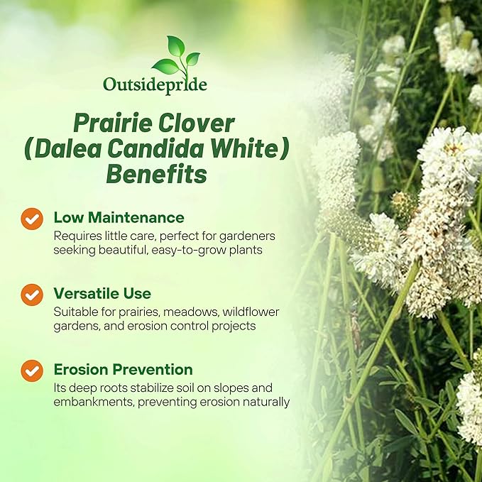 Outsidepride White Prairie Clover Seeds - 1000 Pcs Perennial Seeds for Planting, Easy to Grow, Drought & Heat Tolerant, High Protein Forage for Livestock, Ideal for Meadow Gardens, & Xeriscaping
