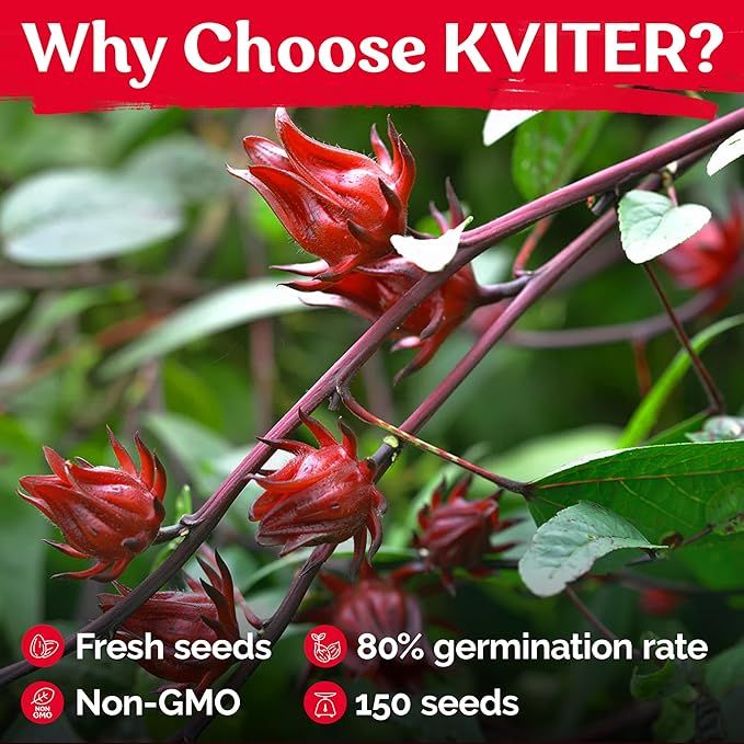 KVITER 150 Roselle Seeds for Planting (Hibiscus Sabdariffa) – Jamaican Sorrel/Cranberry Hibisco Seeds/Gongura Seed/Sour Leaf Seed – Perfect for Hibiscus Tea Organic, Outdoor & Indoor Garden