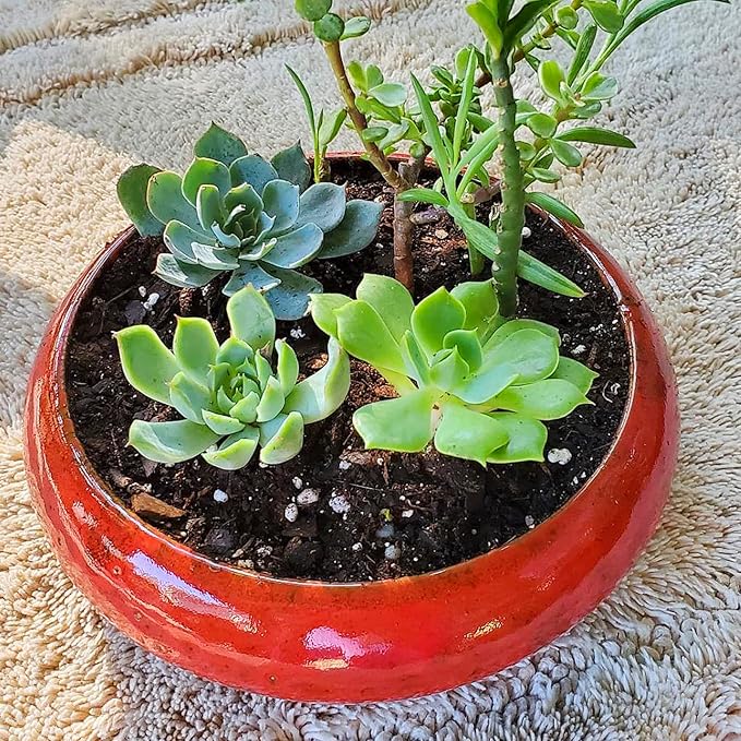 ARTKETTY Succulent Pots - 7.3 Inch Large Succulent Planters with Drainage Ceramic Bonsai Pots with Bamboo Tray, Shallow Planters for Indoor Cactus Plants Decorative Flower Plant Container