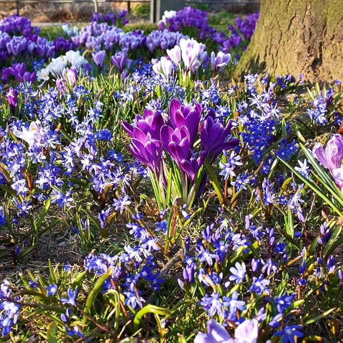 Amazing Rock Garden Flower Collection- 55 Bulbs - Featuring 4 Varieties of Flowers - Beautiful Mix of Pinks, Purples, Whites and Blues - Attracts Butterflies, Bees & Hummingbirds