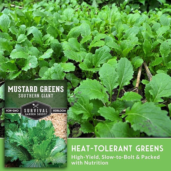 Southern Giant Mustard Green Seeds for Planting – Heirloom Non-GMO Spicy Greens, Heat Tolerant and Slow to Bolt for Home Vegetable Gardens - Survival Garden Seeds (1 Pack)