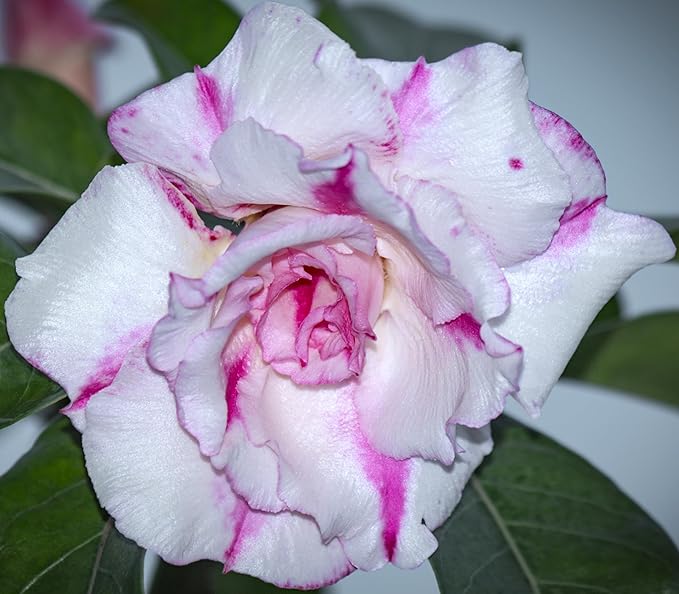 5 Desert Rose Seeds for Planting Mixed Color Ready to Grow Adenium Obesum Seeds Exotic Succulent Colorful Bonsai Plant Tropical Rose Flower Planting Non-GMO Heirloom