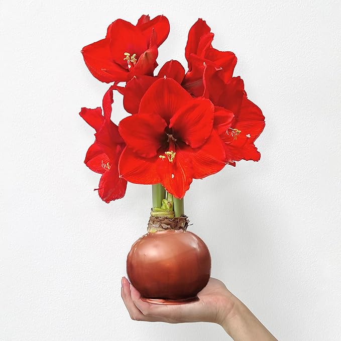 Waxed Amaryllis Bulb – Bronze Wax, Sovereign Blooms – Extra Large, No Water Needed, Fall Flower Décor & Gift-Ready