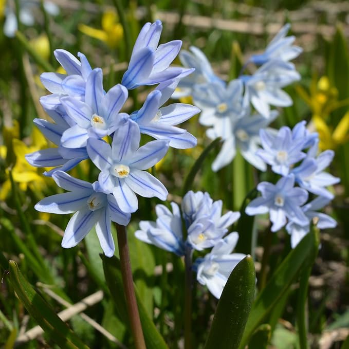 Garden Gem Flowers Collection-100 Bulbs-Featuring 4 Varieties of Flowers-Alliums, Hyacinths, Lily,Squill-Add a Beautiful Pop of Pink, Blue, White, Yellow to Any Landscape-Attracts Butterflies & Bees