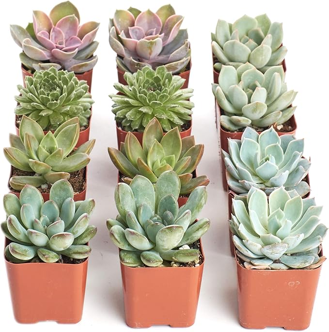 Shop Succulents Rosette Succulent Plant Pack Collection - Live Mini Succulent Plants, Low Maintenance, Floral Shaped Mix of Colors & Textures - Wedding and Party Favors, Gift & Garden, Pack of 12