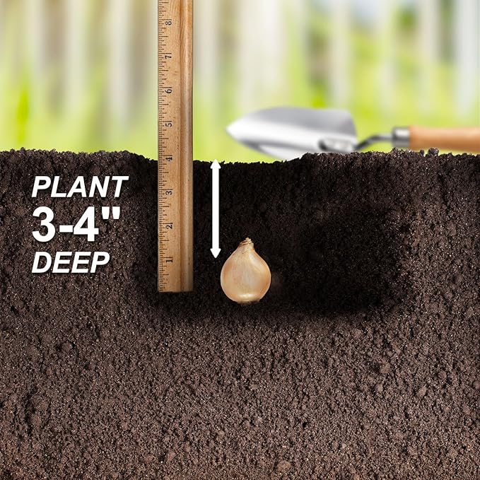 Garden State Bulb Muscari Grape Hyacinth Flower Bulbs, 8/9cm, Fall Planting (Bag of 50)