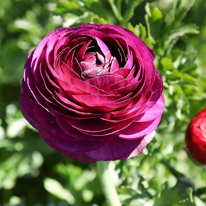 Easy to Grow Ranunculus Tecolote Merlot 10 Plant Bulbs - Purple & White Flowers in Spring, Full Sun Outdoor Zones 8-10, Mediterranean Carlsbad Flower Fields