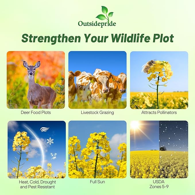 Outsidepride Trophy Forage Rape Seed - 50 Lbs Heat, Cold & Drought-Tolerant Brassica Food Plot Seed, Ideal for for Deer & Livestock Grazing, Fall Planting, Soil Improvement, & Erosion Control