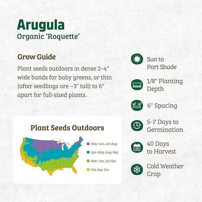 Back to The Roots 100% Organic Heirloom Seeds - Arugula 'Eruca Vesicaria' Value Pack (2.4g Total)
