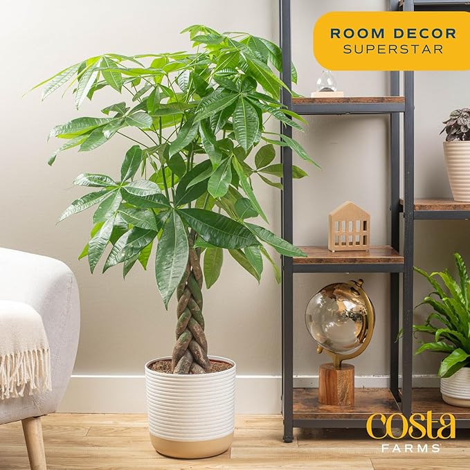Costa Farms Money Tree, Large, Live Indoor Plant, Easy to Grow Pachira House Plant Gift, Home Décor, 3-4 Feet Tall in Nursery Pot