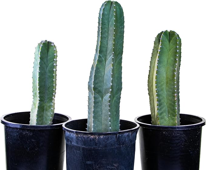 Cactus Outlet - Senita Live Cactus, Cactus Plants Live, Live Plants Indoor & Outdoor Use 12”-18”