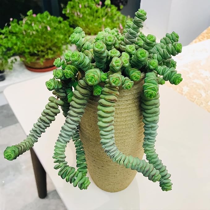 Sprout N Green 4" String of Buttons, Live Crassula 'Baby's Necklace' Trailing Succulent Rooted in Pots, Rare House Plant for Home Office Wedding Hanging Decoration, DIY Projects, Party Favor
