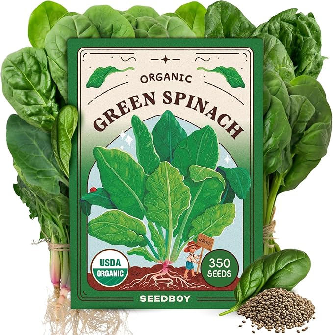 Seedboy Organic Spinach Seeds for Indoor Gardening or Planting Outdoors, Non-GMO and USDA Certified Vegetable Seed Packets, 350 Seeds/4 Grams (Bloomsdale Spinach)