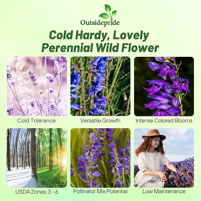 Outsidepride Penstemon Seeds - 5000 Pcs Perennial, Drought-Tolerant & Pollinator Friendly, Strictus Rocky Mountain Wildflower Seeds for Planting with Vibrant Blue-Violet Blooms, Ideal for Xeriscaping