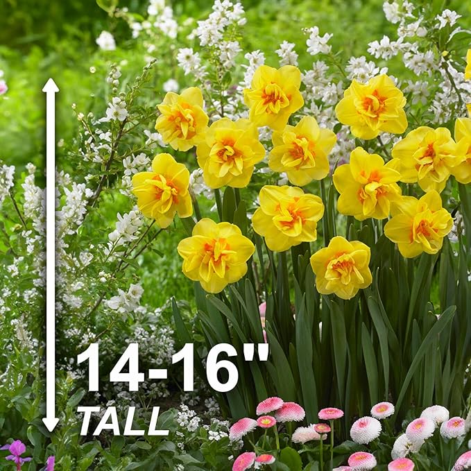 Garden State Bulb Narcissus Tahiti Double Daffodil Flower Bulbs, 16/18cm, Fall Planting (Bag of 50)