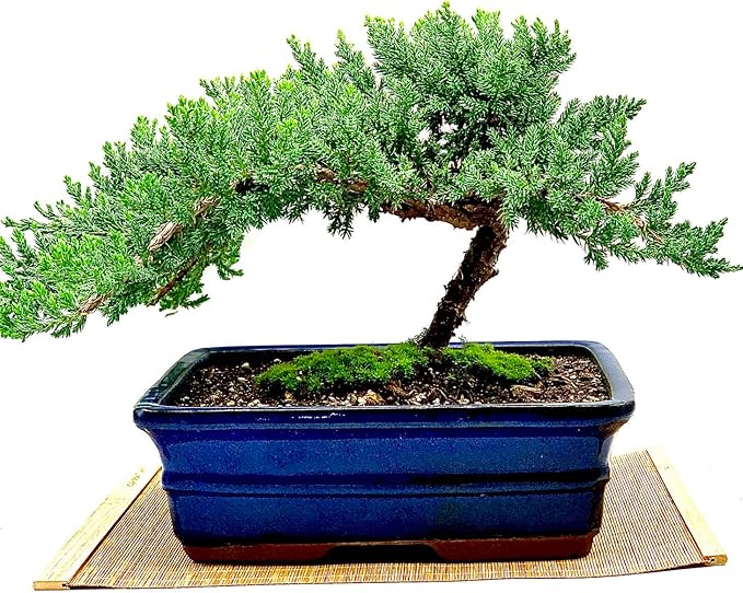 Live Dwarf Juniper Bonsai Tree 12+ Years Old with Bamboo mat| Juniper or Jade Bonsai Tree | Indoor/Outdoor | 100% Handcrafted| Home and Office Décor | Best Gift for Holiday (style3)