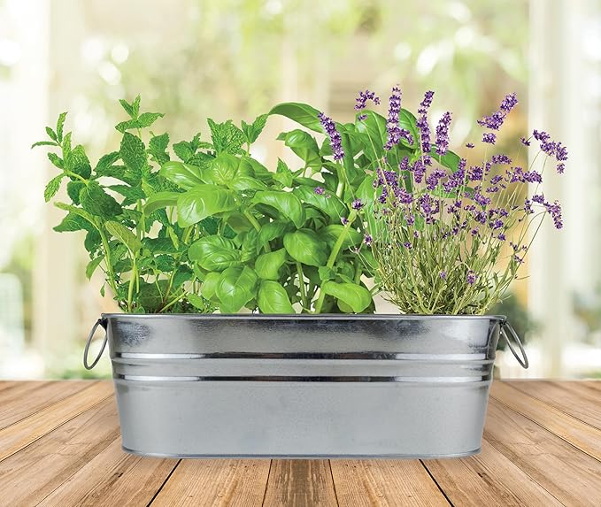 BUZZY Seeds Margarita and Mojito Windowsill Mini Garden Grow Kit, Herb Starter Set with Mint, Lime Basil and Lavender Seeds, Grow Your Own Herbs Indoors, Gardening Gift, Holiday Present