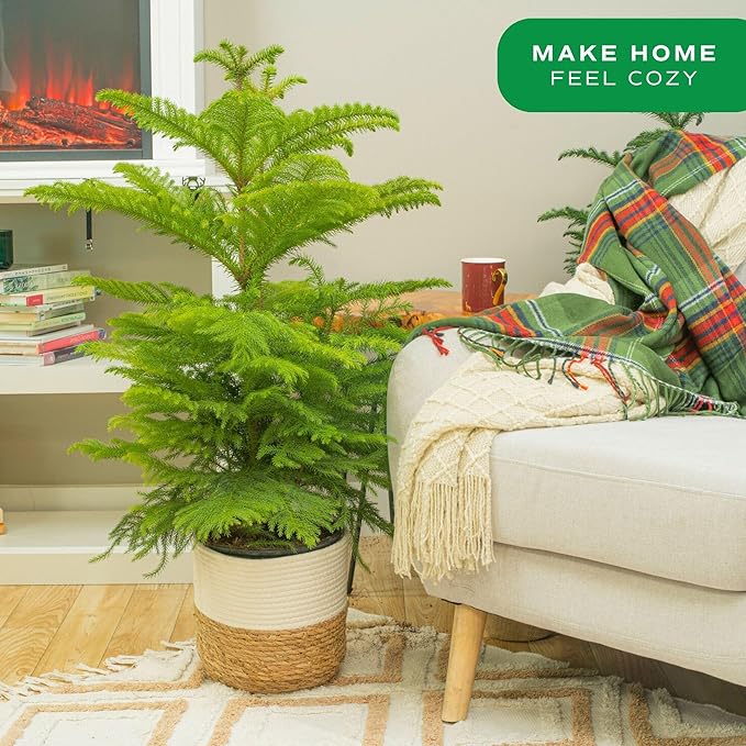 Costa Farms Live Christmas Tree, Large Norfolk Island Pine in Premium Indoor Décor Plant Pot, Houseplant Christmas Decoration, Christmas Gift or Room Decor, 3 Feet Tall