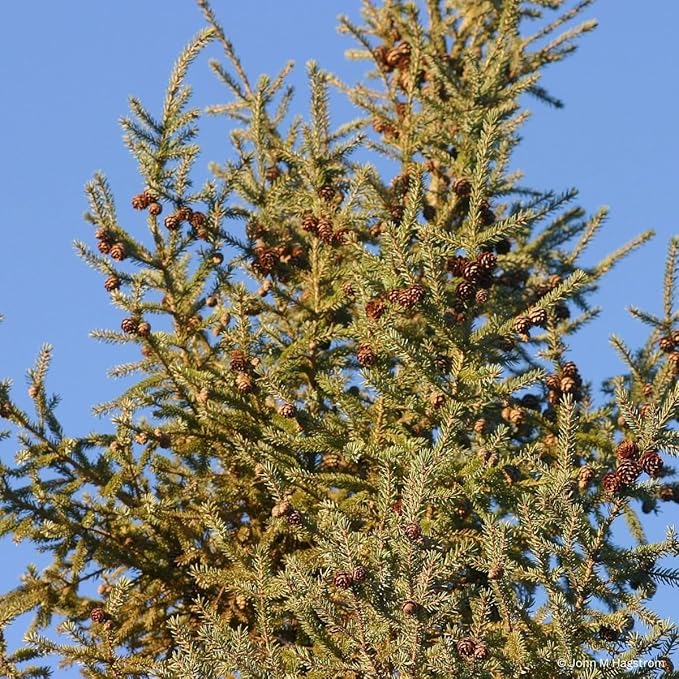 Black Spruce Live Tree Plug Seedlings | 6"-12" | Arbor Day Foundation (3-Pack)