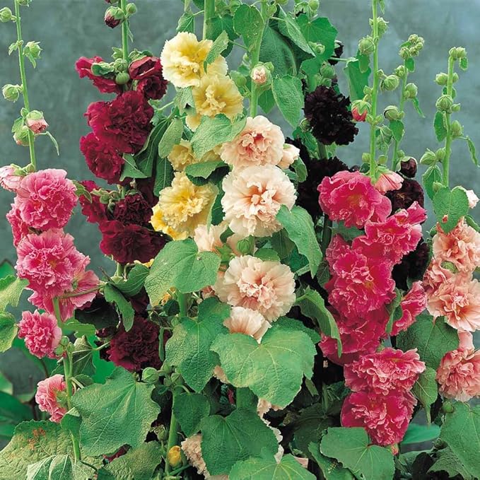 Hollyhock Double Mix Seeds – Alcea Rosea | Biennial/Perennial | Vibrant, Double Blooms for Garden Borders & Cottage Gardens
