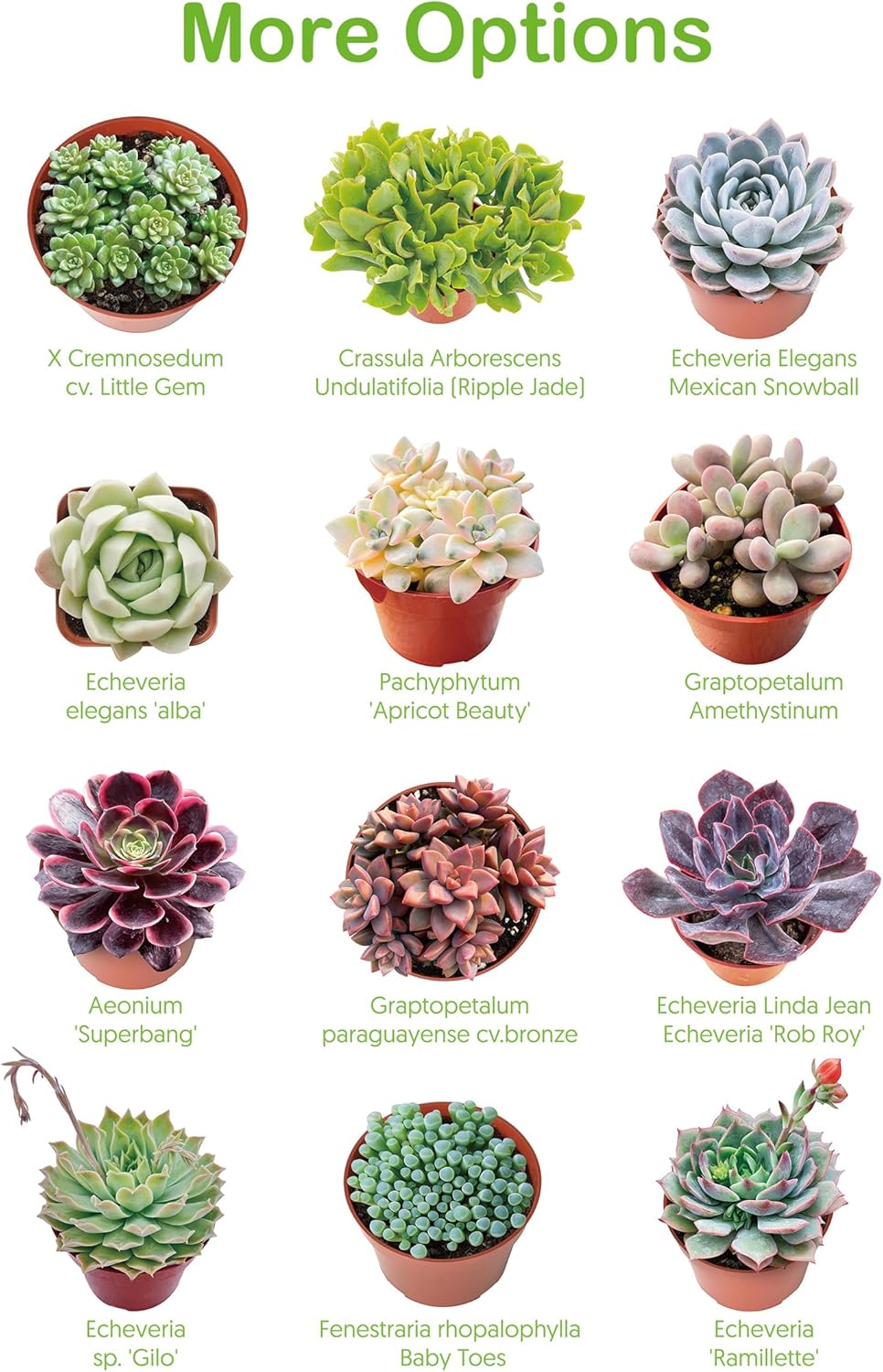 Live Succulents 'Baby Toes' (4-inch), Succulent Plants Fully Rooted in Pots with Soil, Easy-Care House Plant for DIY, Home Office Decor, Wedding Party Favor