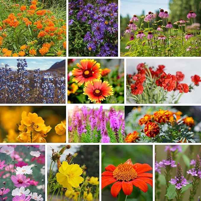 Wildflower Seeds Bulk β National Wildflower Seed Collection β Perennial Wildflowers Mix β Flower Seeds for Planting β Wild Flowers (Save The Monarchs)