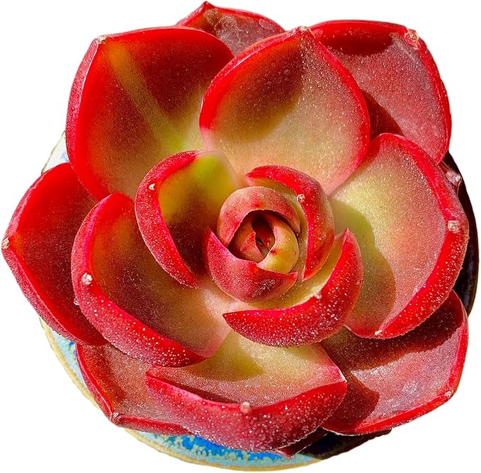 FWPP Live Succulents Plants Echeveria Red Lantern 2.5 inches,Rare red Succulents Bare Root Without Pot Soil, Live Plants Indoor Office Decoration Wedding and Gift