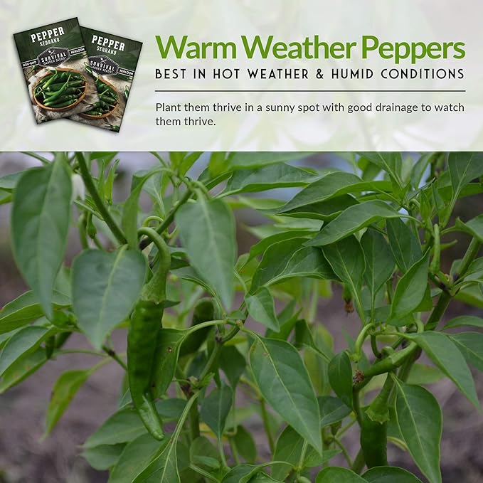 Mexican Serrano Pepper Seeds for Planting | Fresh Hot Chili & Green Hot Pepper Seeds – Heirloom Non-GMO Variety for Sauce, Salsa & Pickling – Survival Garden Seeds (5 Packs)