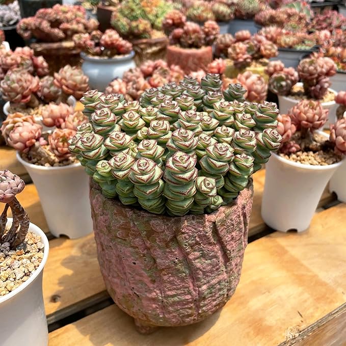 Sprout N Green 4" String of Buttons, Live Crassula 'Baby's Necklace' Trailing Succulent Rooted in Pots, Rare House Plant for Home Office Wedding Hanging Decoration, DIY Projects, Party Favor