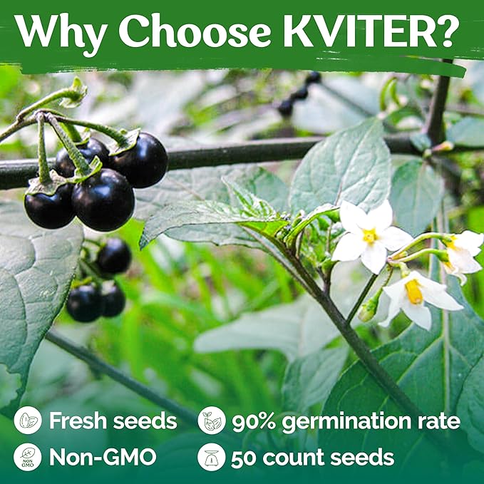 KVITER 50 Black Nightshade Hierba Mora Seeds (Solanum Nigrum) - Nightshade Seed, Heirloom Seed Non GMO Organic - Ideal for Herb Garden, Borders or Edges
