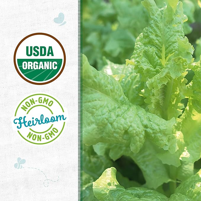 Back to The Roots 100% Organic Heirloom Seeds - Green Leaf Lettuce Value Pack (840mg Total)
