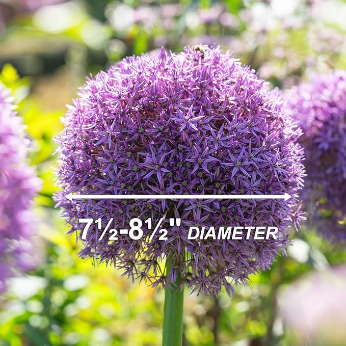 Garden State Bulb Globemaster Giant Allium Flower Bulbs, 20/22cm, Fall Planting (Bag of 20)