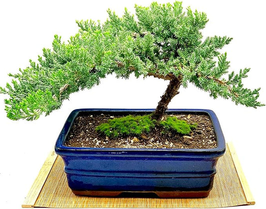 Live Dwarf Juniper Bonsai Tree 12+ Years Old with Bamboo mat| Juniper or Jade Bonsai Tree | Indoor/Outdoor | 100% Handcrafted| Home and Office Décor | Best Gift for Holiday (style3)
