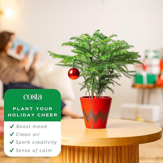 Costa Farms Live Christmas Tree, Small Norfolk Pine in Christmas Decor Plant Pot, Christmas Ornament, Holiday Gift Decoration for Room Decor, 10-12 Inches Tall
