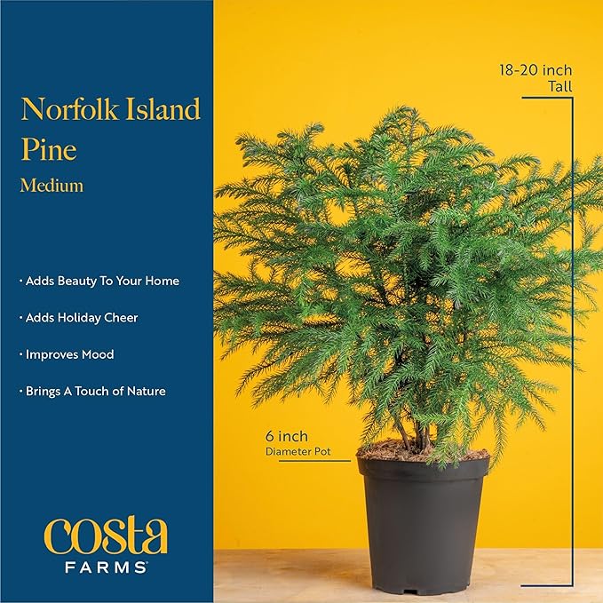 Costa Farms Live Christmas Tree, Medium Norfolk Island Pine in Merry Christmas Wreath Ceramic Plant Pot, Christmas Ornaments, Tabletop Christmas Gift, Holiday, Christmas Room Decor, 18-20 Inches Tall