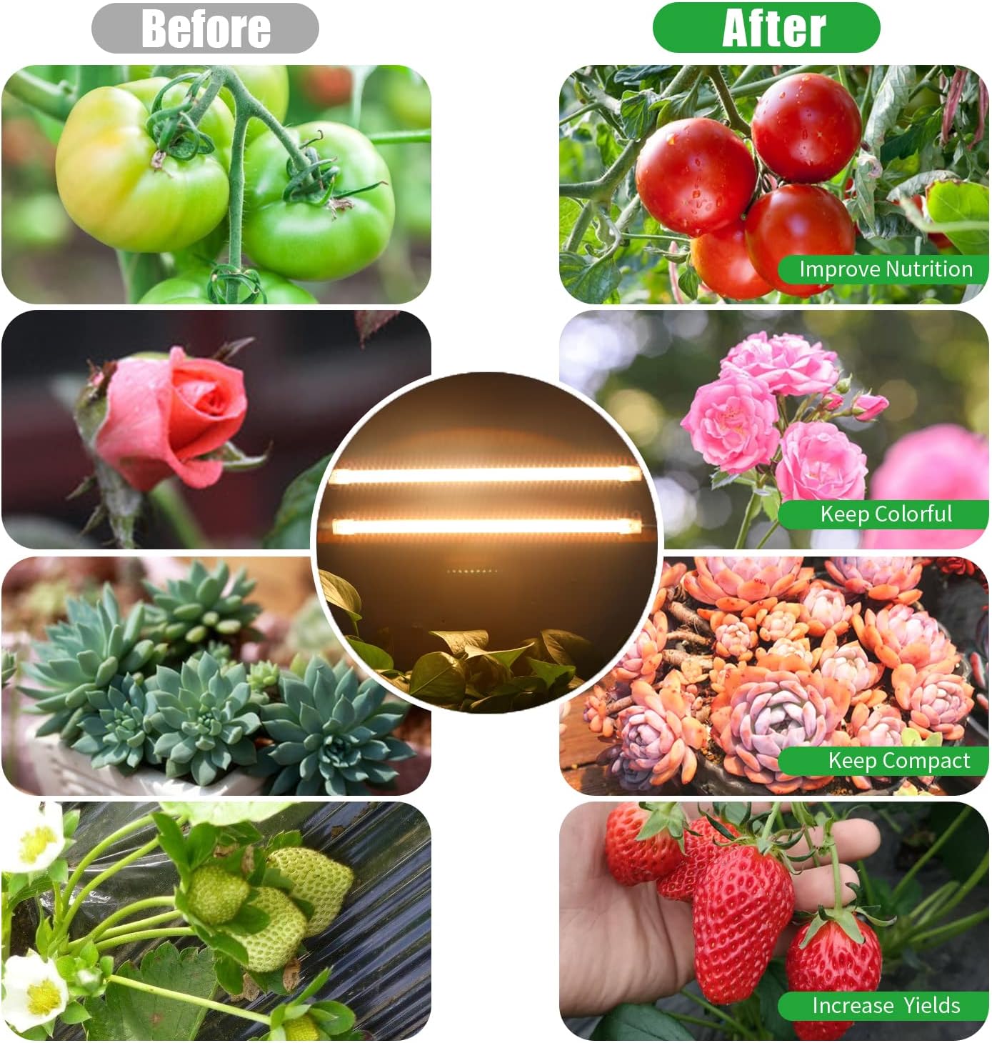 Two Strip Growing Lamp 2-Pack for Indoor Plants, 3500K Full Spectrum LED Grow Light Strips with Auto ON/Off 3/9/12H Timer & 10 Dimmable Levels for Green House Succulent (2 Head×2 Pack)