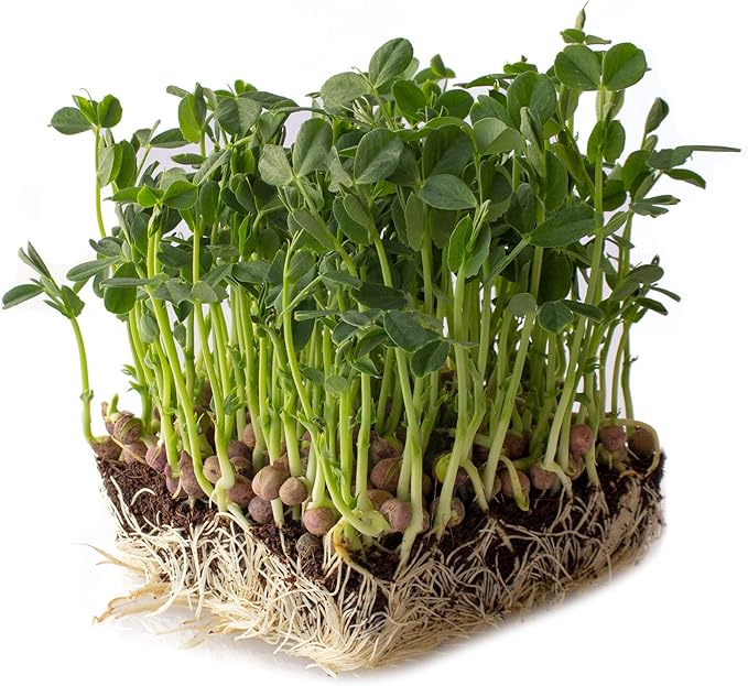 Arivka Pea Seeds - 25 Lb Bulk ~57,600 Seeds - Non-GMO Green Pea Seed - Microgreens & Farm, Garden Cover Crop - AKA: Arivka Field