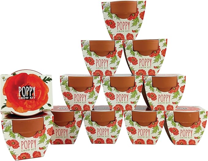 BUZZY Seeds 12-Pack Poppy Grow Kit – Mini Terracotta Pots with Poppy Seeds and Growing Medium – Bulk Gardening Gifts, Wedding Favors, Classroom Activities, and Party Favor Flower Kits