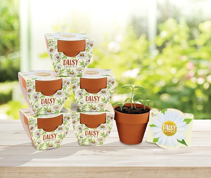 BUZZY Seeds Daisy Daydream Collection Mini Terracotta Grow Pots 6-Pack, All-in-One Starter Kit with Seed Packs and Growing Medium, Wedding Favors, Gardening Gifts, Stocking Stuffer