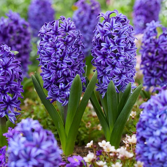 Garden State Bulb Blue Jacket Hyacinth Flower Bulbs, 15/16cm, Fall Planting (Bag of 100)