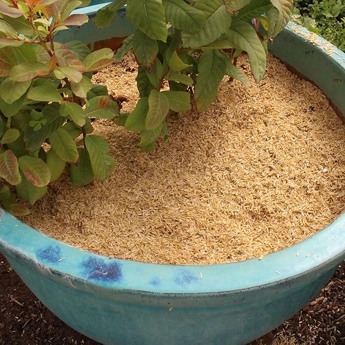 Sustainable Gardening Made Easy: Gardenera Rice Hulls - Harness The Power of Natural Mulch and Plant Protection - 10 QUARTS
