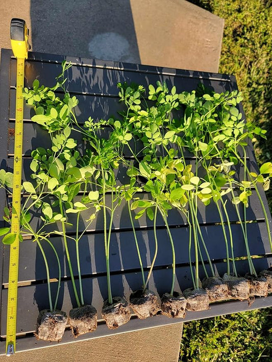 3 Moringa Plants with Free Moringa Seeds - Live Moringa Tree - Moringa Oleifera Plant - Moringa Tree - Drumstick Tree - Miracle Tree - Established Roots - Non-GMO - Organic - Moringa Plants - Herbs