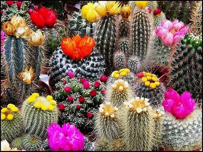 Cactus Seed Mix 50+ Assorted Cacti Seeds for Planting Indoors and Outdoors Different Varieties